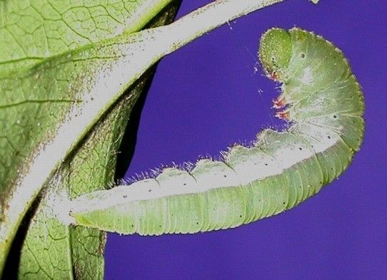 File:Pareronia valeria pupating.jpg