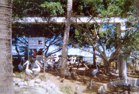 File:Pelicans at Sea World.jpg