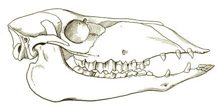 File:Protolabis gracilis.jpg