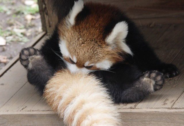 File:Redpandacleaningitself.jpg