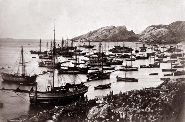 File:Sildefiske i Bodø.jpg