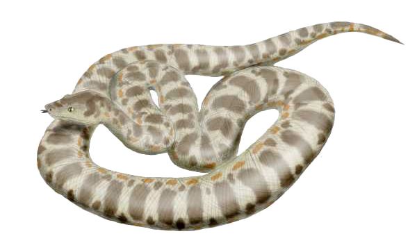 File:Titanoboa NT.jpg