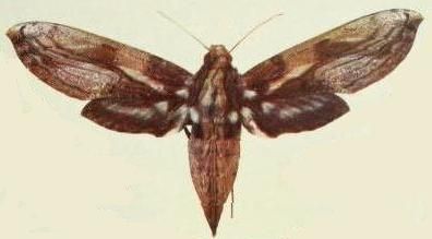 File:Xylophanes media.JPG