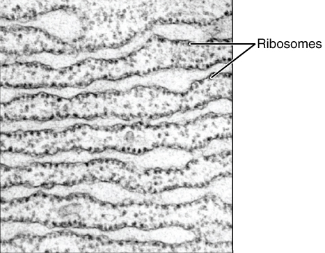 File:0313 Endoplasmic Reticulum b en.png