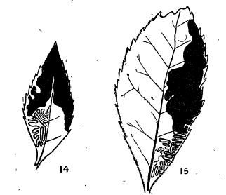 File:Acrocercops panacivermiforma mine South Island.JPG