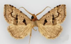 File:Baniana minor.JPG