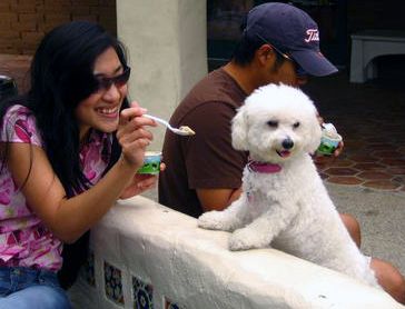 File:Bichon ice cream.jpg