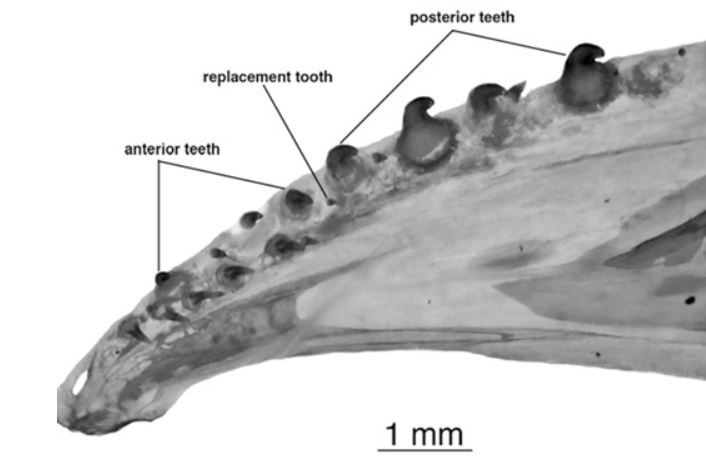 File:Brownghostknifefishteeth.jpg