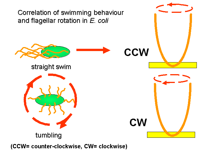 File:ChtxCCW CW (Fixed).png