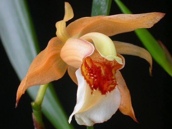 File:Coelogyne lawrenceana.jpg