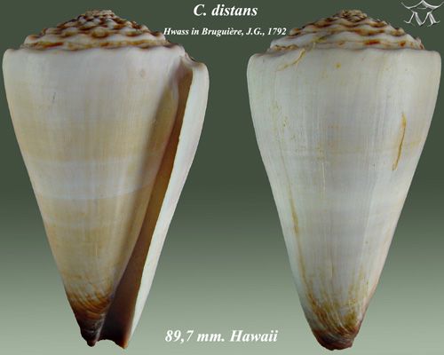 File:Conus distans 2.jpg