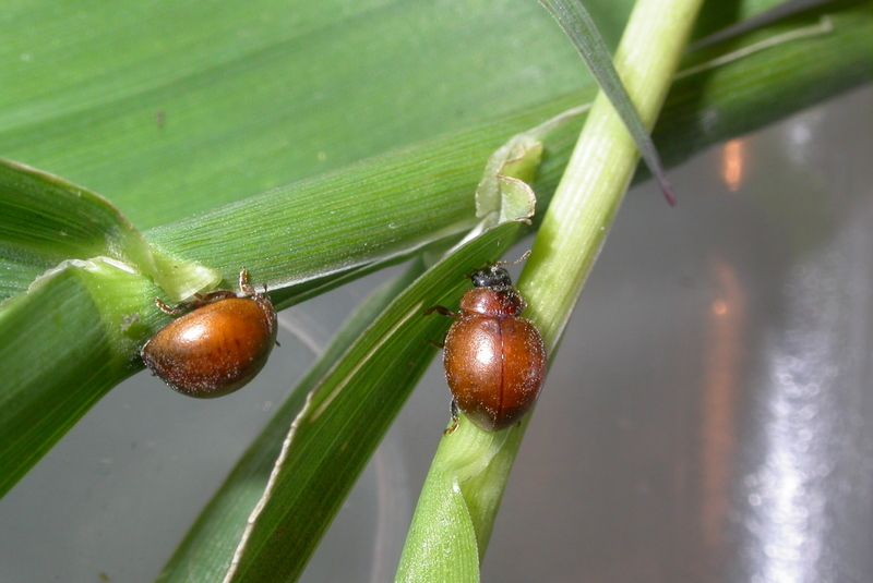 File:Cynegetis impunctata.jpg