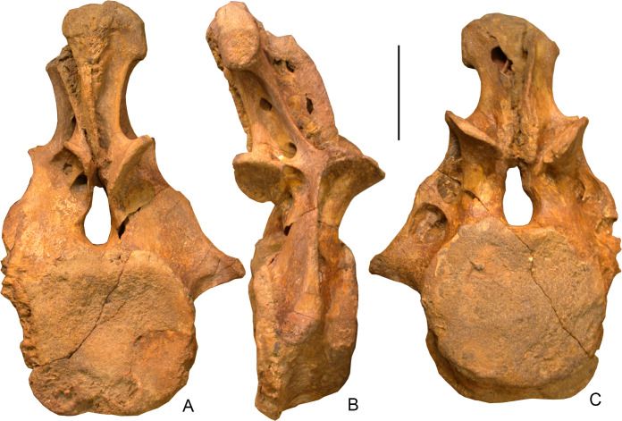 File:Dzharatitanis kingi vertebra.jpg