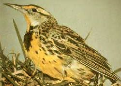 File:EasternMeadowlark23.jpg