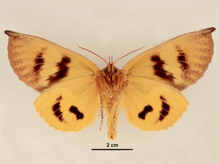 File:Eudocima aurantia female ventral.jpg