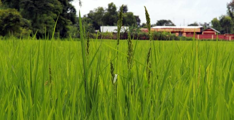 File:Green paddy field.jpg