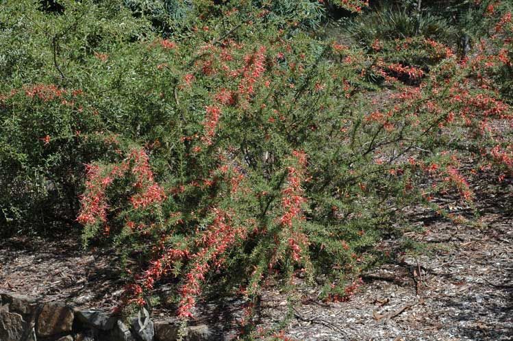 File:Grevillea newbeyi habit.jpg