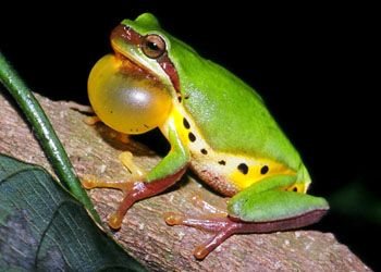 File:Hallowell's tree frog (Hyla hallowellii).jpg