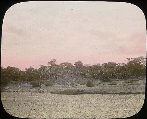 File:Locust storm.jpg