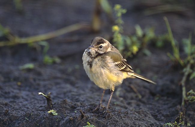 File:Motacilla flava 2 young (Marek Szczepanek).jpg