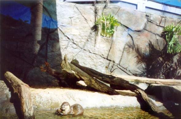 File:Munchies-at-the-Otter-enclosure.jpg