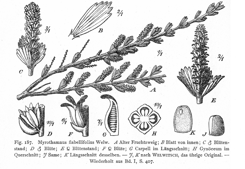 File:Myrothamnaceae Myrothamnus flabellifolia.png