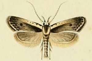 File:Nothris congressariella.jpg