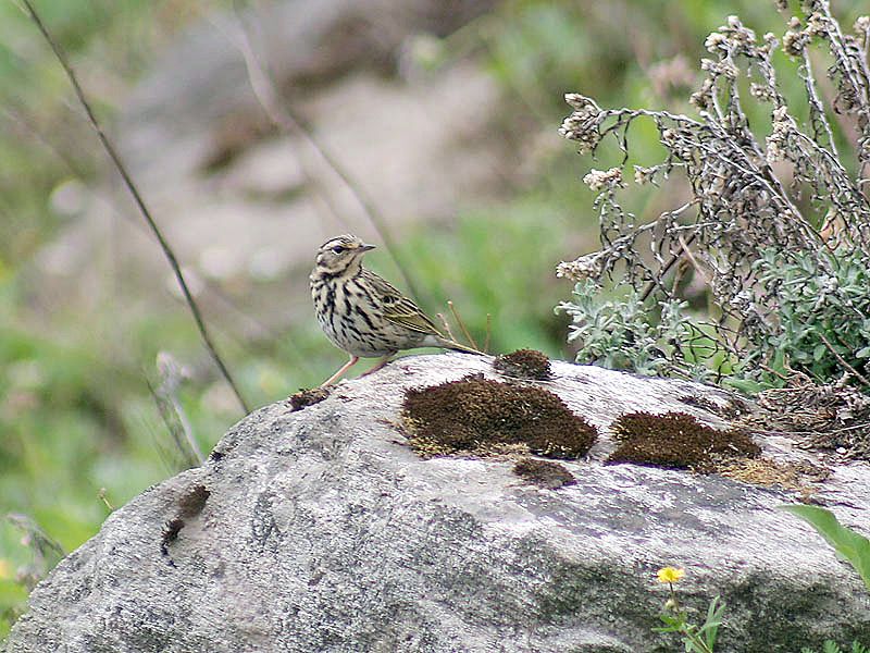 File:Olive backed Pipit I IMG 3859.jpg