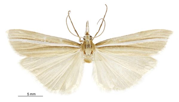 File:Orocrambus abditus male.jpg