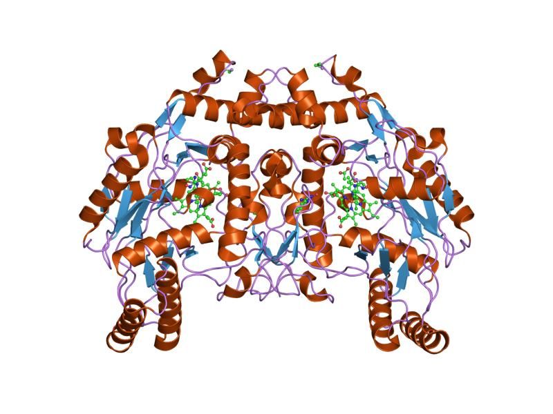 File:PDB 1dm6 EBI.jpg