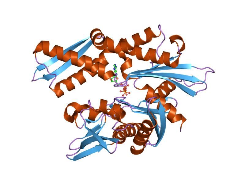 File:PDB 1nge EBI.jpg