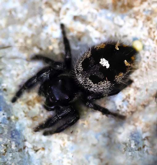 File:Phidippus audax Bryantae variation.jpg