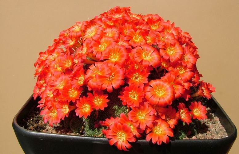 File:Rebutia senilis v.stuemeri P249 Khanon s200select.jpg