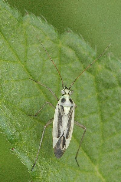 File:Stenotus.binotatus.jpg