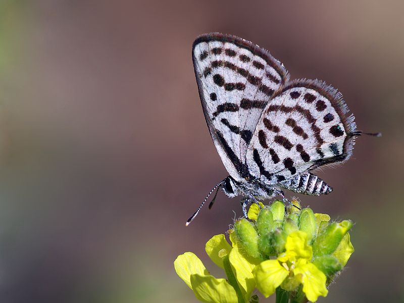 File:Tarucus balkanicus.jpg