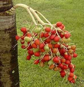 File:VEITCHIA merrellii fruits.jpg