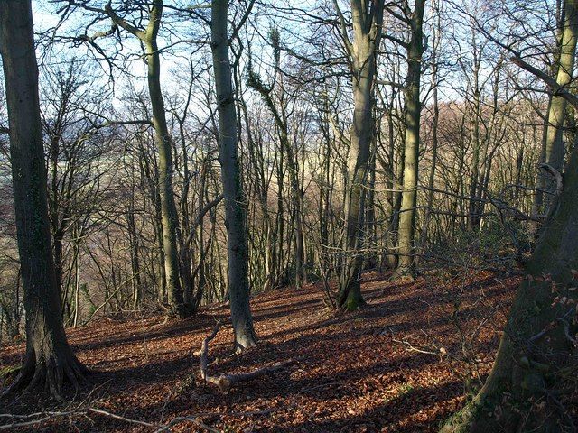 File:Westridge Wood - geograph.org.uk - 1653750.jpg