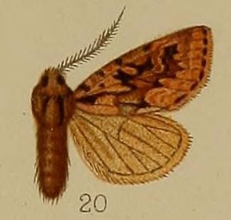 File:20-Episilia clavata=Estimata clavata (Hampson 1907).JPG