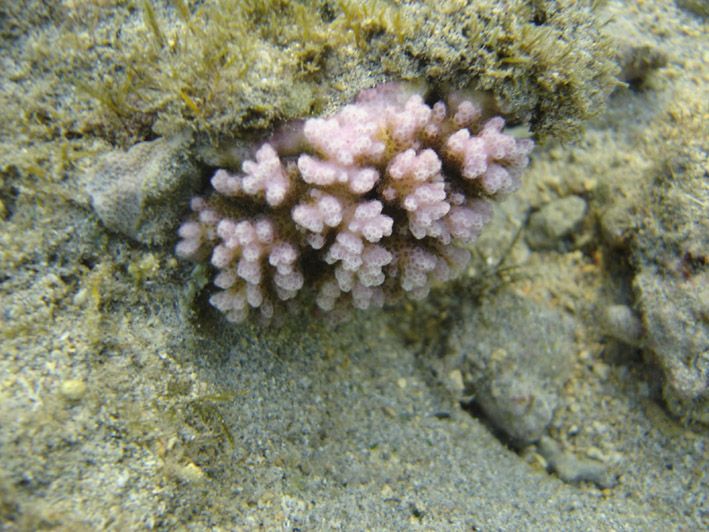 File:Acropora sp 5.jpg