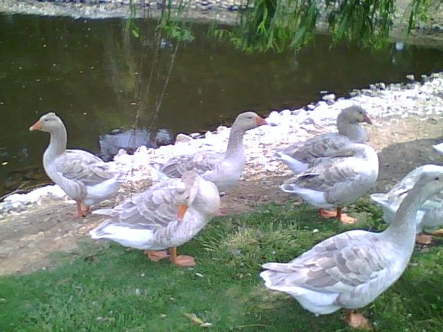 File:American buff geese at 5 months.jpg