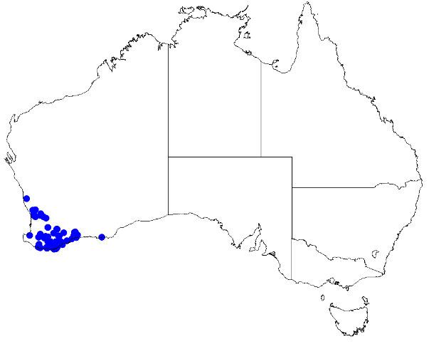 File:Boronia subsessilis DistMap117.png