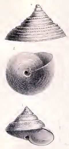 File:Calliostoma obesulum 001.jpg