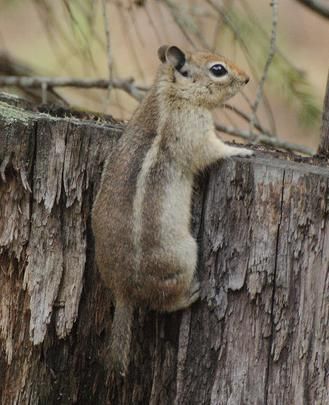 File:Callospermophilus madrensis2.jpg