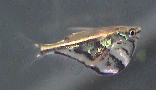 File:Carnegiella strigata.jpg