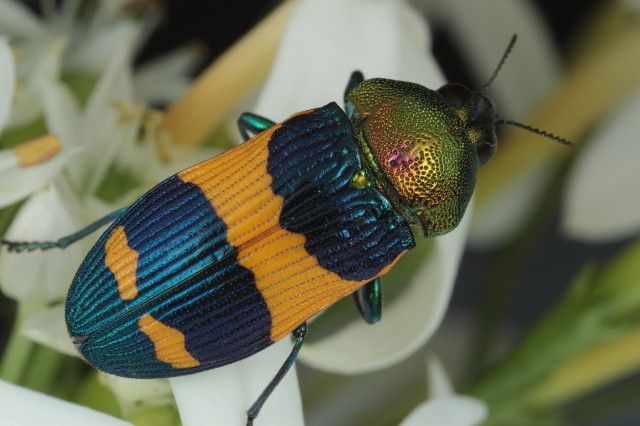 File:Castiarina garnettensis Mt Surprise Feb16 1.jpg