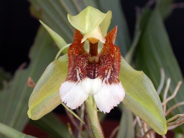 File:Coelogyne speciosa.jpg