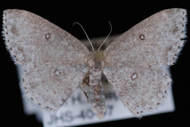 File:Cyclophora pendulinaria.JPG