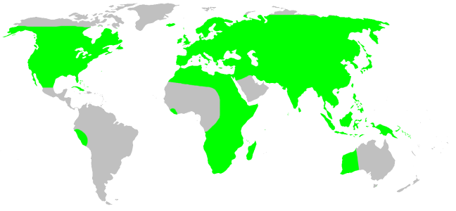 File:Distribution.liocranidae.1.png