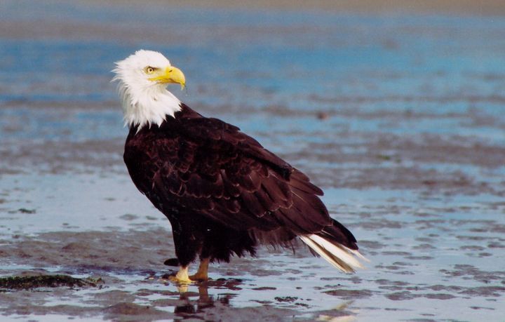 File:Eaglewonder2.jpg