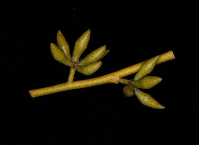 File:Eucalyptus jutsonii buds.jpg